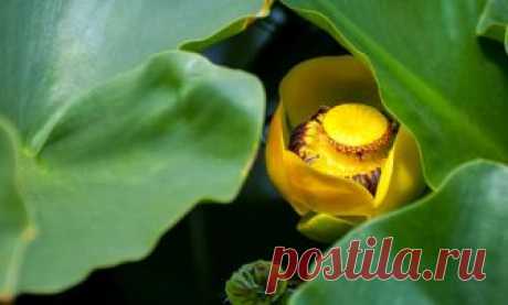 Мука из корней: растения - источники безглютеновой муки