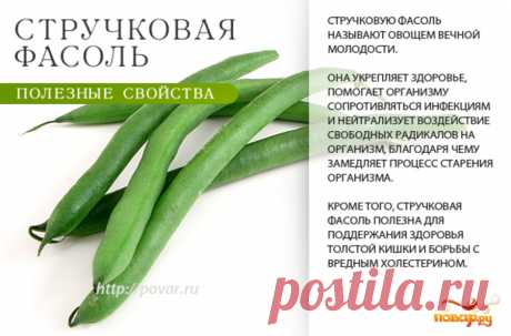 Стручковая фасоль полезные свойства
