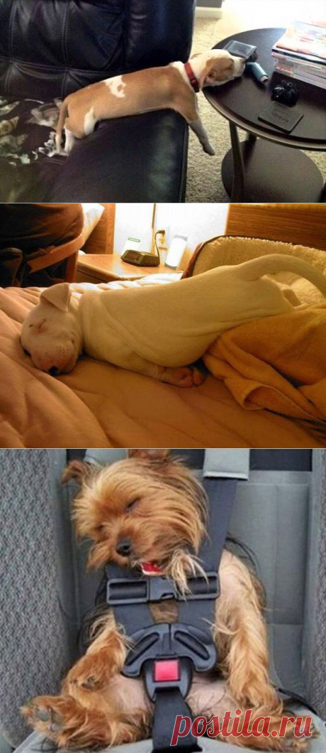 Как спят собаки....