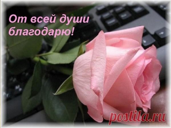 ПЯТЬ НАСТОЕК - РЕЦЕПТ ОТ ДАВЛЕНИЯ И НЕ ТОЛЬКО – 