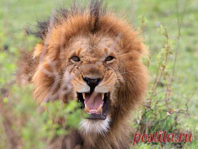 Lion