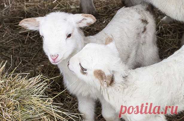 Кормление козлят с первых дней жизни: рацион и нормы