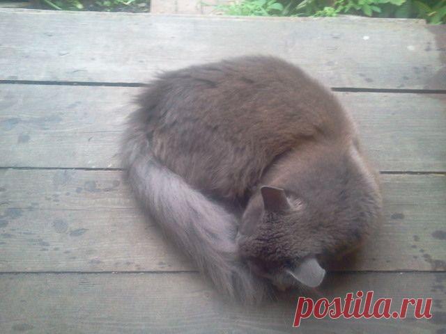 Котовый мужичок после ночного загула не дошёл до коврика, уснул прямо на крыльце дачи...