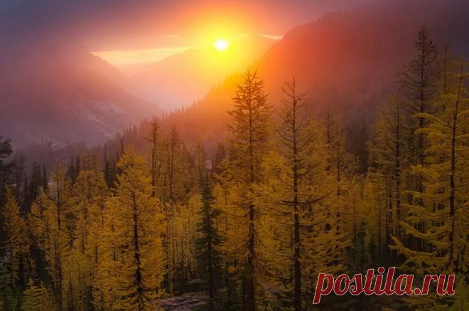 Чарующие лиственницы: 30 фотографий - Фотопанорама