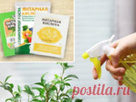 Янтарная кислота: 6 способов использования Янтарная кислота - популярная биодобавка, активно используется для выращивания растений. Поговорим о достоинствах препарата, способах применения. Здесь же инструкция по использованию с пропорциями для раствора.