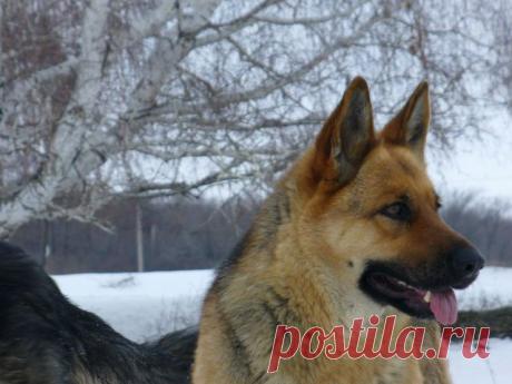 Одноклассники