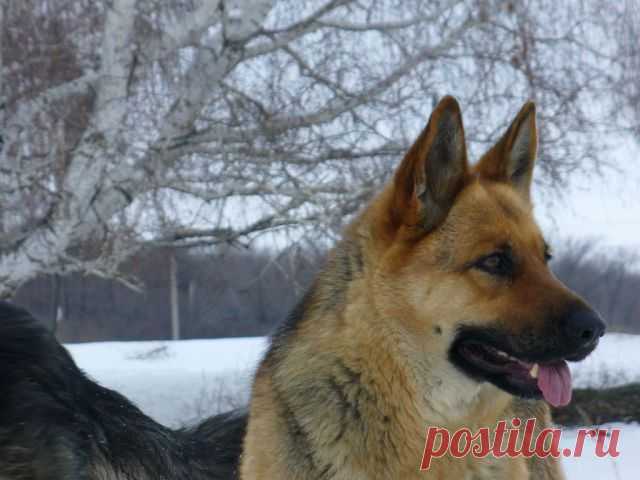 Одноклассники