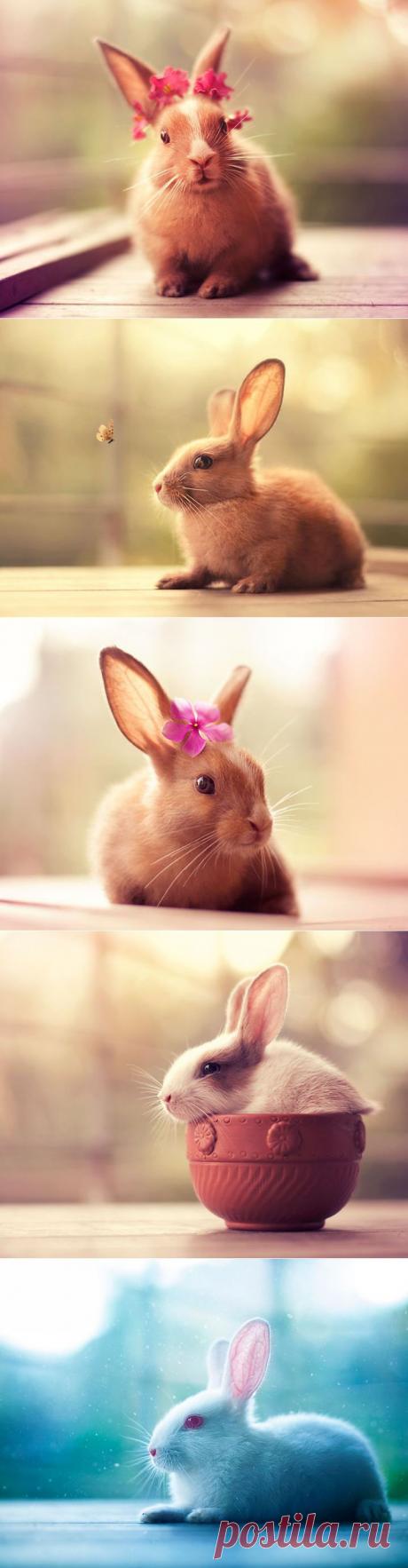 Кроли-фотомодели