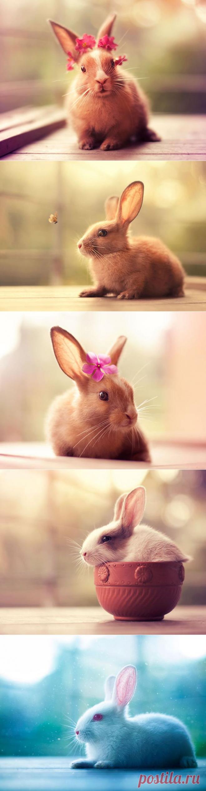 Кроли-фотомодели