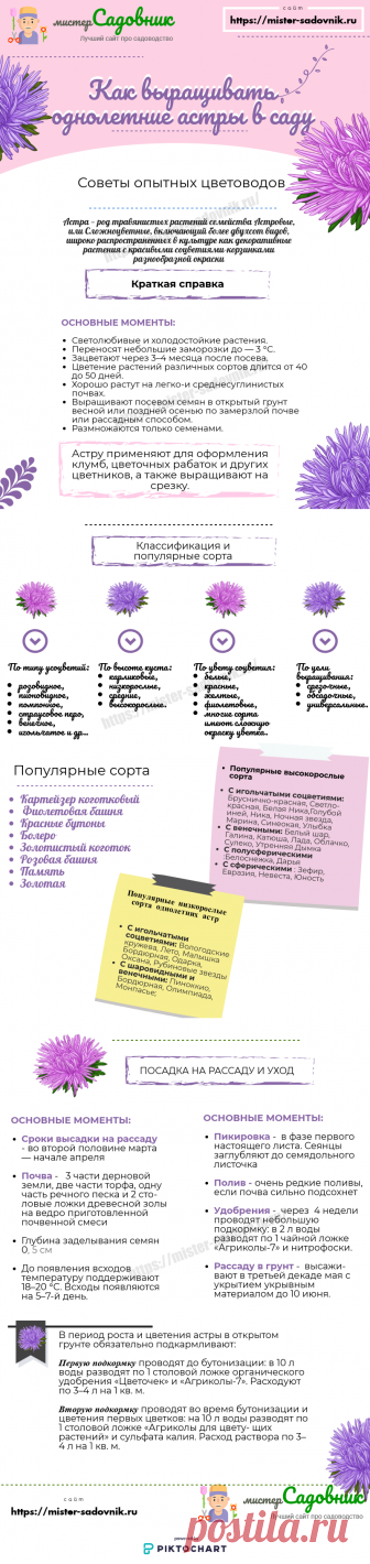 Как вырастить рассаду однолетних астр из семян - советы садоводов