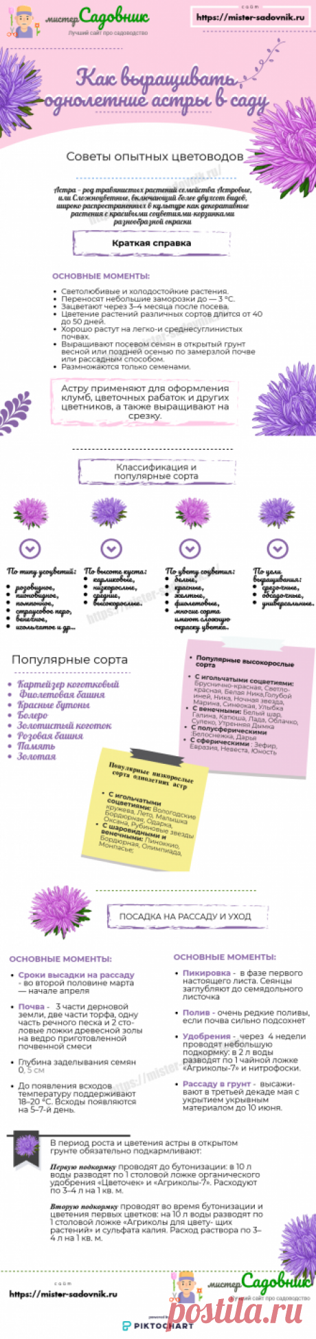 Как вырастить рассаду однолетних астр из семян - советы садоводов