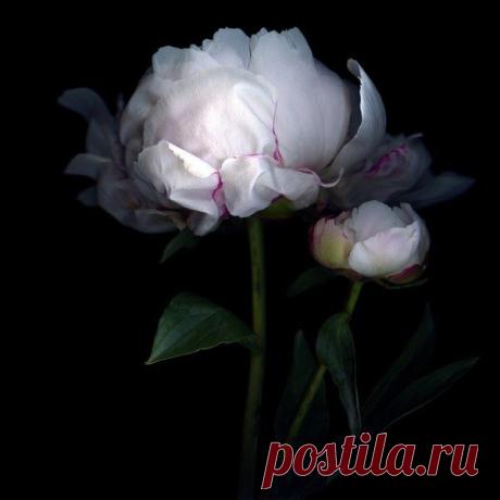 Чарующие цветы от фотографа Магды Индиго/