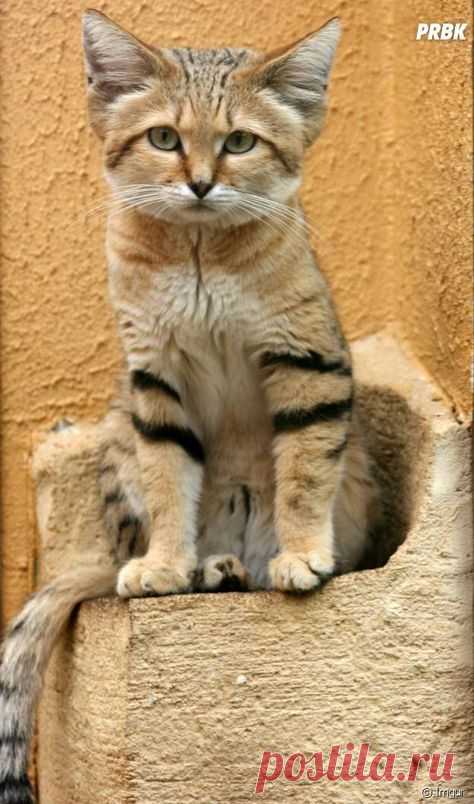 chat des sables