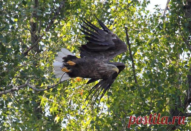 орлан=белохвост