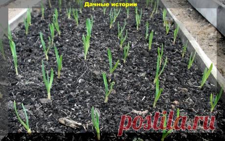 Обязательная ранневесенняя подкормка чеснока, о важности которой говорят опытные чесноководы | Дачные истории | Яндекс Дзен
