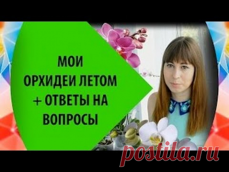 Орхидеи: уход за фаленопсисами летом и ответы на некоторые вопросы