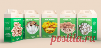 НАРОДНОЕ МНЕНИЕ: ГРИБНОЕ ХОЗЯЙСТВО ПРИНОСИТ ДОХОД КРУГЛЫЙ ГОД