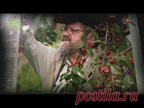Грядка Хольцера (полная версия) / Sepp Holzer's Permaculture - YouTube