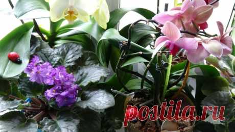🌺 Мои Орхидеи и мучнистый червец, заражение и борьба с паразитом! Делюсь опытом первичной обработки 🌺 | alla-Fi и Fiалки Комнатные цветы | Яндекс Дзен