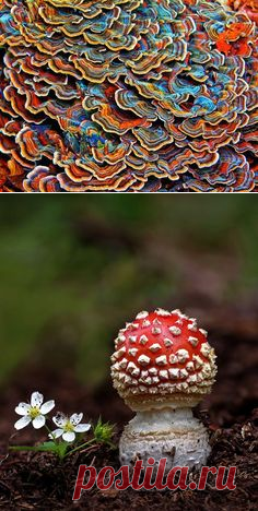 (1070) Snail and Mushroom | Gnomes & Mushrooms
