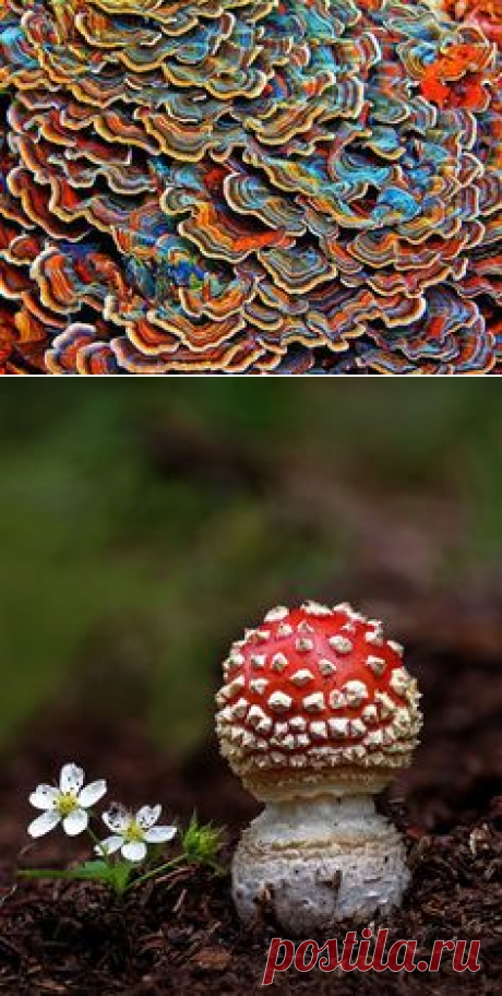 (1070) Snail and Mushroom | Gnomes & Mushrooms