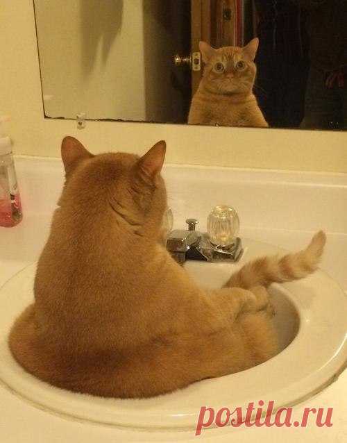 Котики, с которыми не соскучишься!