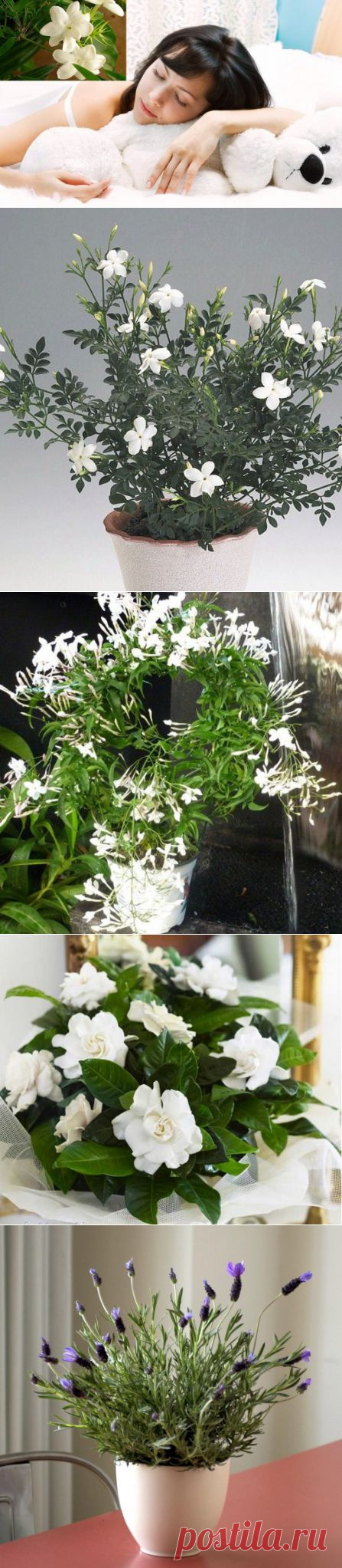 Какое комнатное растение способствует сладкому сну - Комнатные растения - уход за комнатными растениями - Дом - IVONA - bigmir)net - IVONA - bigmir)net