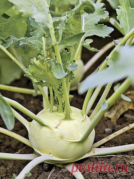 Пора для кольраби - как получить еще один урожай