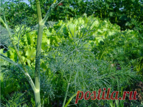 КАК ВЫРАЩИВАТЬ УКРОП КУСТОМ, А КАК ЗОНТИКОМ?

Укроп бывает разный. Некоторые сорта быстро выдают немного листиков, а затем пускаются в цвет. И торчат в огороде зонтики на длинных лысых стеблях в ожидании урожая огурцов, чтобы пойти на засолку. Но есть и другие сорта, которые растут долго, зато листья у них пышные и густые. И цвести не торопятся. 
Что же выбрать? 

На зелень Сорта. Салют, Буян, Аллигатор, Дилл, Амазон. 
Веточки кустового укропа растут на стебле густо. У них...