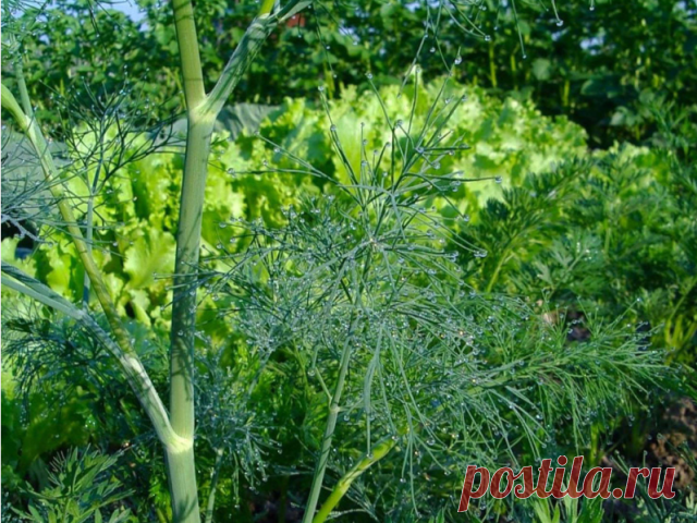 КАК ВЫРАЩИВАТЬ УКРОП КУСТОМ, А КАК ЗОНТИКОМ?

Укроп бывает разный. Некоторые сорта быстро выдают немного листиков, а затем пускаются в цвет. И торчат в огороде зонтики на длинных лысых стеблях в ожидании урожая огурцов, чтобы пойти на засолку. Но есть и другие сорта, которые растут долго, зато листья у них пышные и густые. И цвести не торопятся. 
Что же выбрать? 

На зелень Сорта. Салют, Буян, Аллигатор, Дилл, Амазон. 
Веточки кустового укропа растут на стебле густо. У них...