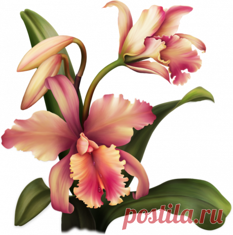 Цветы - Клипарты PNG - Клипарты у Анны.