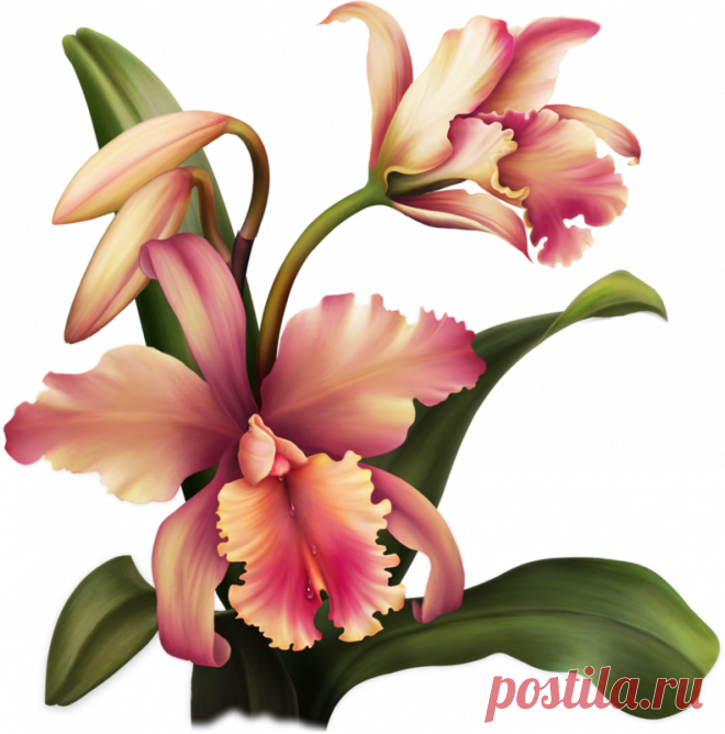 Цветы - Клипарты PNG - Клипарты у Анны.