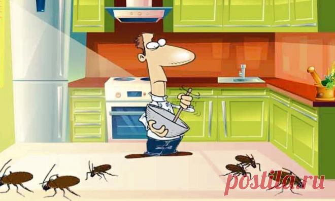 Эффективное СРЕДСТВО ОТ ТАРАКАНОВ – свои исчезнут и не придут от соседей! | Домашний Помощник | Дзен