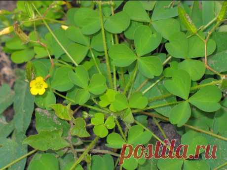 Лечебные свойства кислицы - кислица обыкновенная в кулинарии