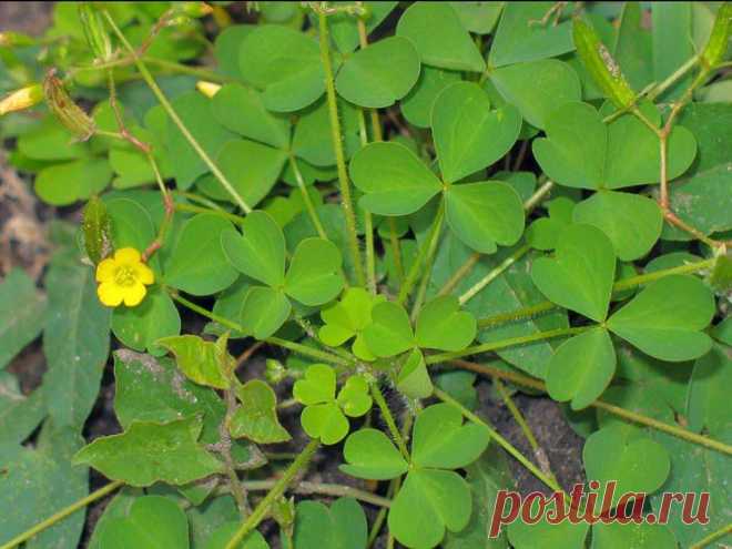 Лечебные свойства кислицы - кислица обыкновенная в кулинарии