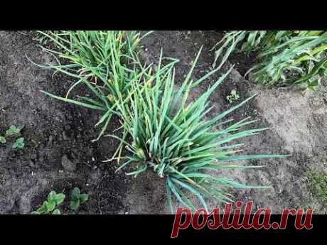 Лук Батун из чернушки самосевом взошел щеткой