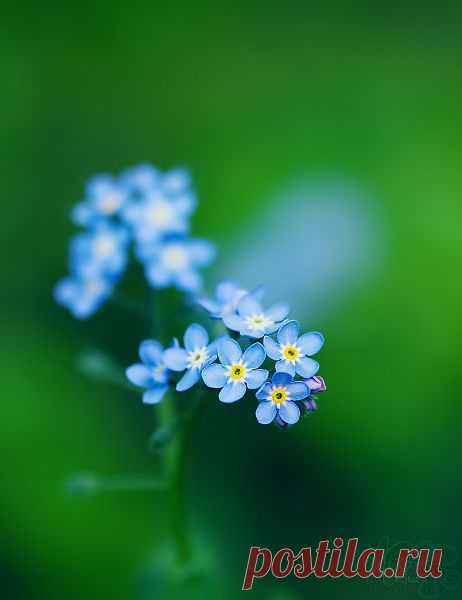 andokadesbois - автор фото