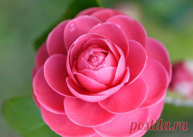 МИР РАСТЕНИЙ. Камелия | Хвастунишка