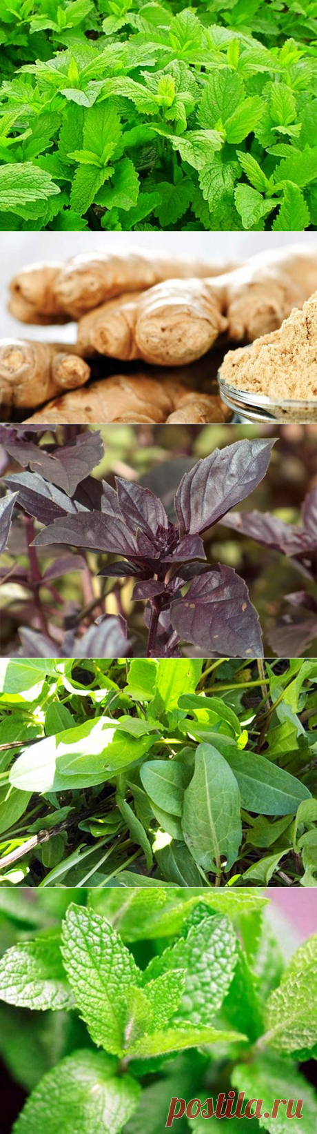 История пряностей | Все пряности