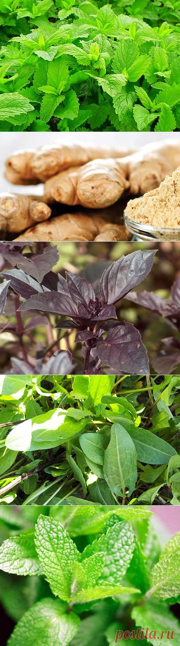 История пряностей | Все пряности