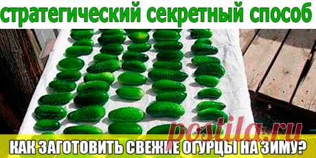 НЕТ! ТОЧНО РУССКИЙ НАРОД НЕ ПРОПАДЁТ! | Полезные советы