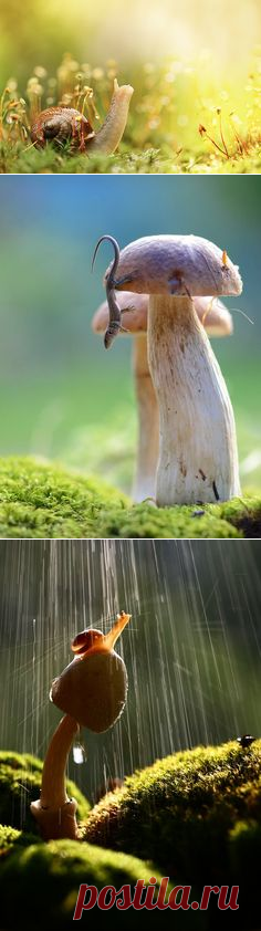 (1194) Les plus belles photos d'animaux sauvages en plein coeur de l'automne