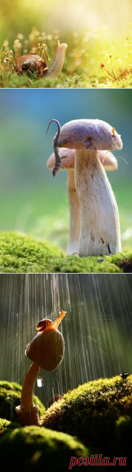 (1194) Les plus belles photos d'animaux sauvages en plein coeur de l'automne