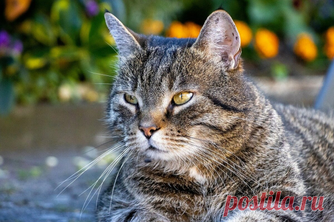 Кот Бублик отучил козу гонять овец и кур | О кошках и не только | Яндекс Дзен