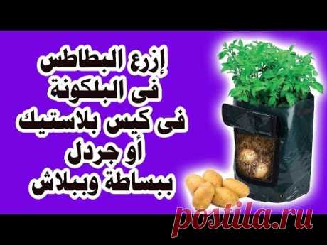 إزرع البطاطس فى البلكونة فى كيس بلاستيك أو جردل ببساطة وببلاش - YouTube