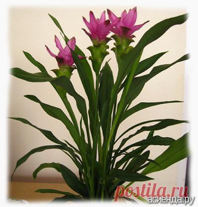 Что такое куркума? - куркума