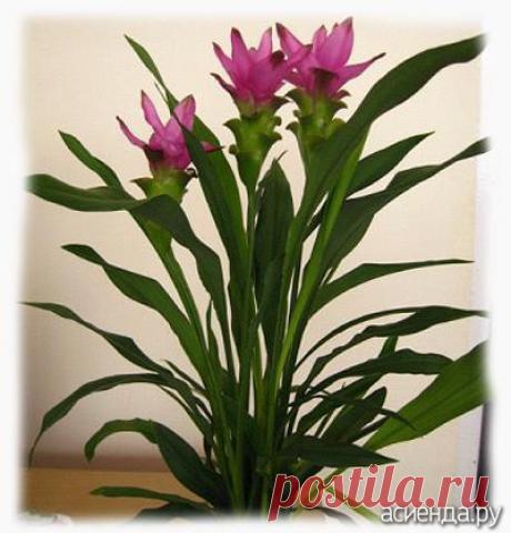 Что такое куркума? - куркума