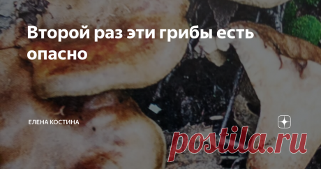 Второй раз эти грибы есть опасно эти грибы могут и свинью подложить
Здравствуйте! Осень пора грустная - увяданье, дожди, но и грибная тоже. Сколько уже собрано "лесного мяса" - насушено, насолено  и заморожено. Вкусно, сытно, но всегда ли безопасные дары нам предлагает лес?
Гриб свинушка или свинуха (свинарь, свиное ухо)  долгое время считалась, даже специалистами-микробиологами, съедобной хоть и с оговорками. Ее полагалось