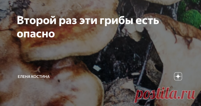 Второй раз эти грибы есть опасно эти грибы могут и свинью подложить
Здравствуйте! Осень пора грустная - увяданье, дожди, но и грибная тоже. Сколько уже собрано 