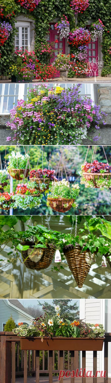 Контейнерное озеленение сада и дома:
